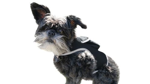 NEW Portable Wireless Small Dog GPS Tracker Rechargeable Collar Finder Size:M