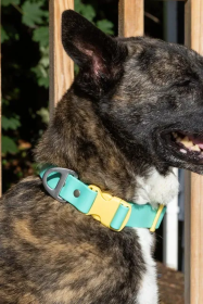 Island Vibes Waterproof Dog Collar (size: 20 - 26 inch)